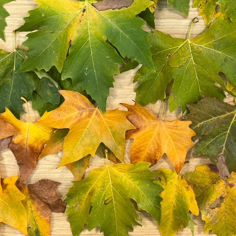 cscchamartin's tweet photo. Observamos la naturaleza🧐 y así fomentamos la creatividad🍁.
#soytodooídos #somosfesb #naturaleza https://t.co/iw675syrlh