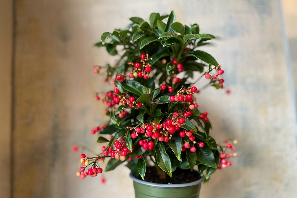 UnoVivere's tweet photo. La Ardisia è una simpatica piantina che in inverno porta nelle nostre case un tocco di colore grazie alle bacche rosse e lucide.  Vieni a trovarci per scegliere la tua!
https://t.co/qPdt2Tv6VE
#capoverdemilano #ardisia #pianteappartamento #pianteappartamentomilano https://t.co/X10JV7NF4k