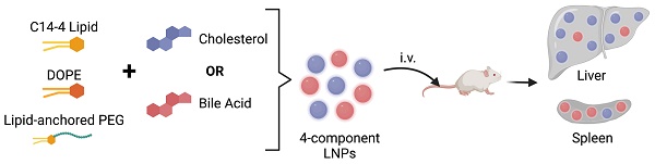 Check out our latest in Theranostics @THNOdotORG led by former @MJMitchell_Lab undergrad Savan Patel @SavanKPatel on a new bile acid lipid nanoparticle platform to enhance mRNA delivery beyond the liver! Free access: thno.org/v14p0001.htm