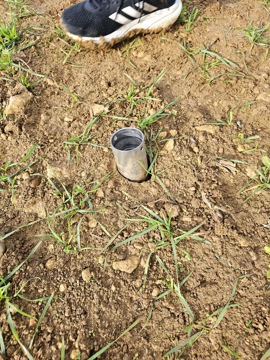 Great day sampling at <a href="/RealFarmED/">FarmED</a>! Investigating trade-offs and co-benefits for delivering healthier UK agroecosystems. Only broke one corer...🫣