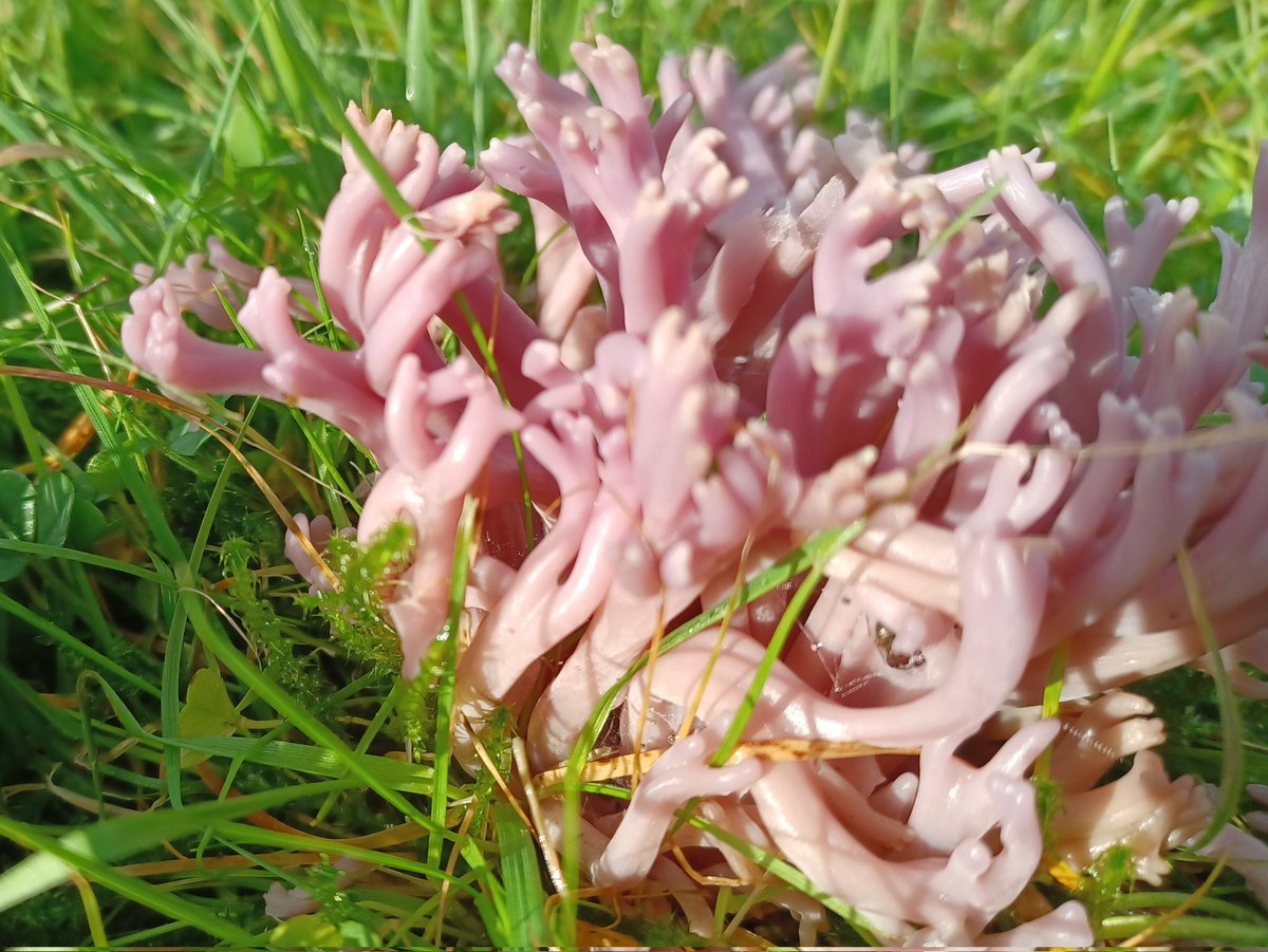 #FungiFriday Beautiful Violet Coral ( Clavaria zollingeri).