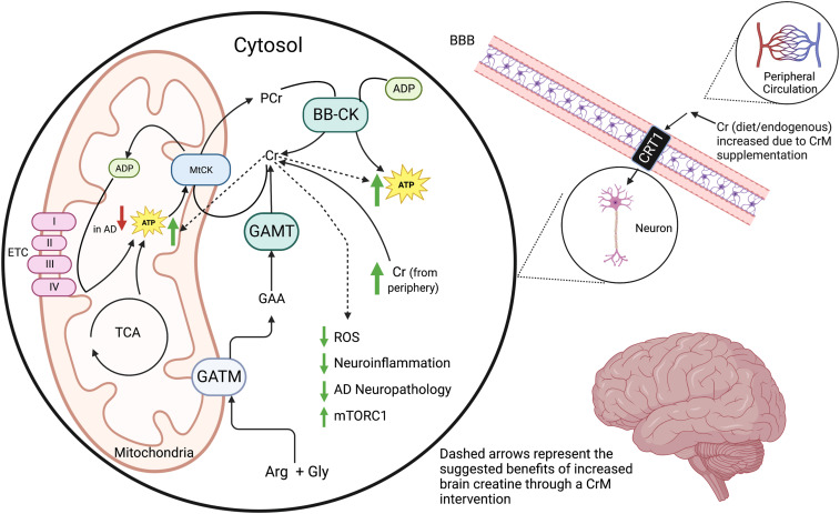 Creatine as a Therapeutic Target in Alzheimer's Disease sciencedirect.com/science/articl… IMO the far bigger reason (versus muscle effects) to take creatine!