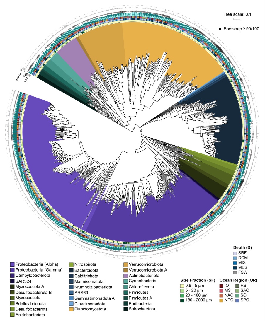 Eukaryotic genomes from a global metagenomic dataset illuminate trophic modes and biogeography of ocean plankton. @nekton4plankton @shu251 #mBio journals.asm.org/doi/10.1128/mb…