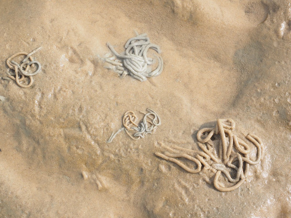 Sandcastle Worms inspired Chinese researchers to develop a more sustainable #constructionmaterial by imitating the worms' "glue" which sticks together grains of sand. Read the entire story here: world-technology-leaders.com/newsroom/sandw…
#Construction #research #Innovation #sustainable