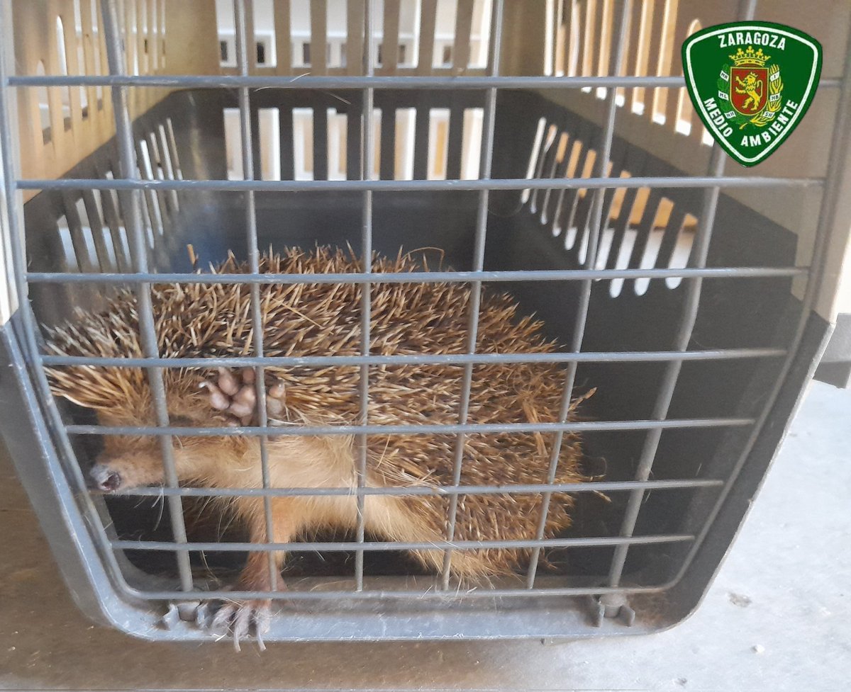 AF_UnidadVerde's tweet image. Este 🦔 erizo europeo ha sido &quot;despertado&quot; por un desbroce rutinario en un parque del centro de #Zaragoza . Presenta puas cortadas, por lo que lo trasladamos a revisión veterinaria #CRFS .
La vida silvestre urbana es un buen indicador medioambiental.
Cuidémosla!!