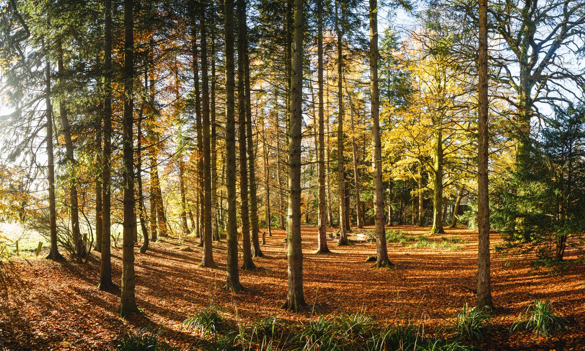 chriscammy's tweet photo. Autumn at @N_T_S Greenbank Gardens 🍁 https://t.co/4TirZW1EfE
