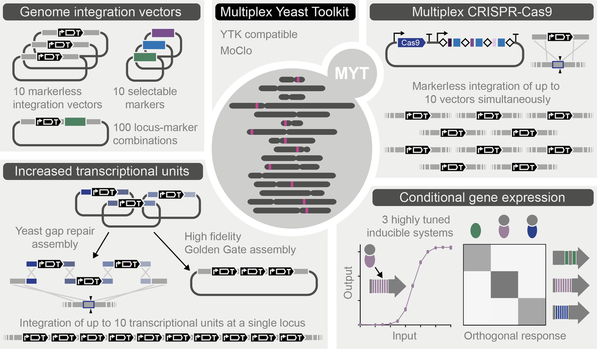 Our new yeast toolkit is now available on @addgene! Huge thanks to the whole team at Addgene for the heroic effort getting this kit ready for distribution.
addgene.org/kits/ellis-myt/

Below is a summary of the toolkit... [1/17]
<a href="/ProfTomEllis/">Tom Ellis</a> <a href="/MoKhalilLab/">Mo Khalil</a>