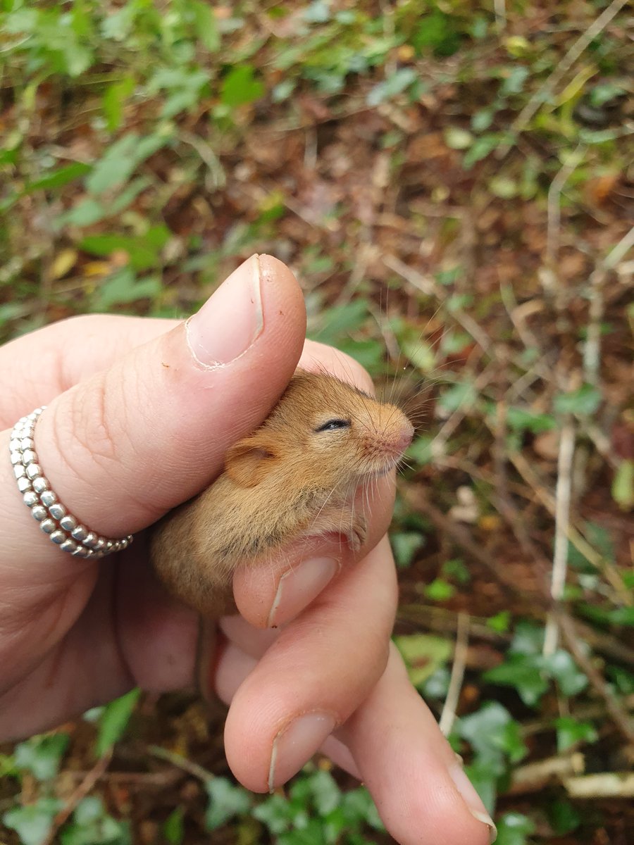 In September, our licensed ecologist Emma alongside a group of volunteers checked dormouse boxes at Roadford Lake.🐭 They found nine dormice during the survey, which is the largest amount found at Roadford Lake since 2015!