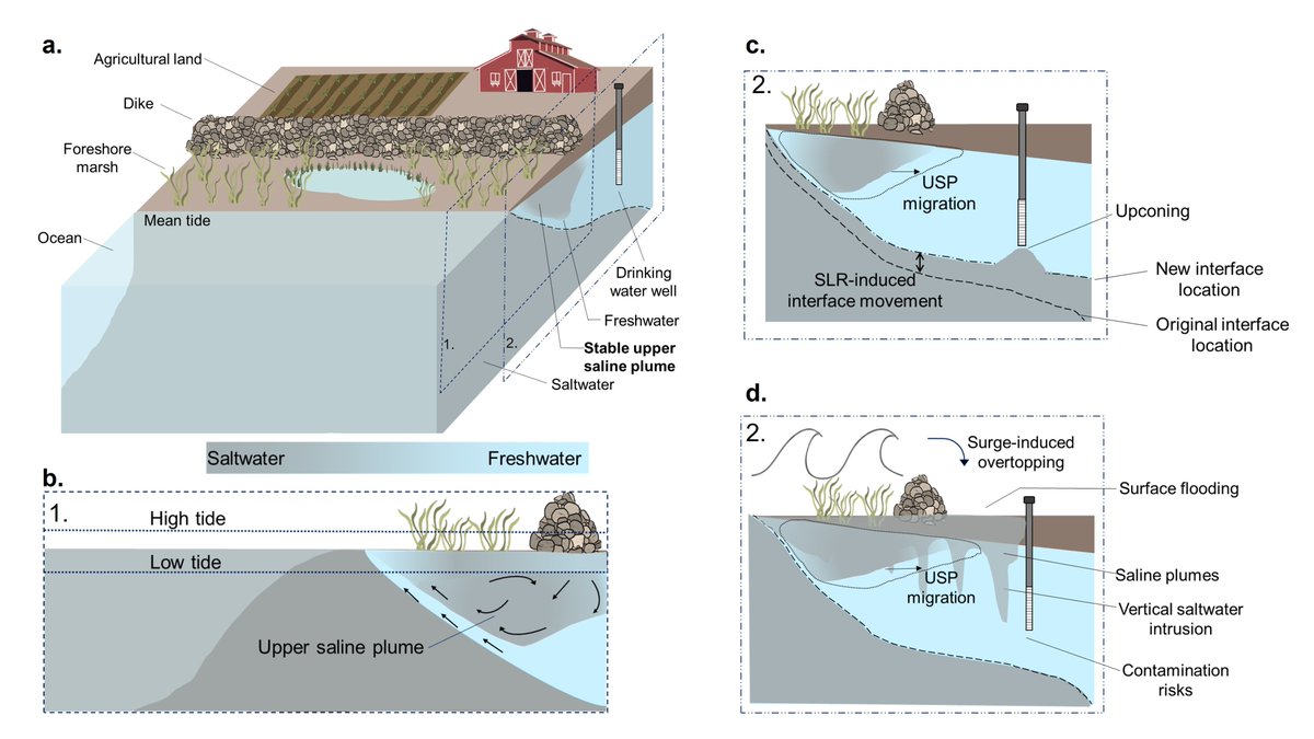 Excited to share my master’s research has been published! Findings reveal how the world’s highest tides influence groundwater-ocean exchanges, an important consideration for future dike management. Thanks to <a href="/NSERC_ResNet/">NSERC ResNet</a> and <a href="/AAFC_Canada/">AAFC Canada</a> for the support!
doi.org/10.1029/2023WR…