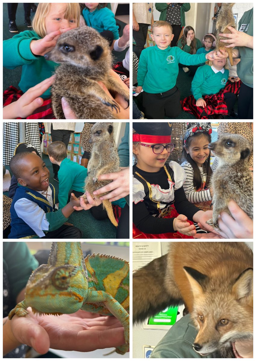 Springwood Primary School tweet media