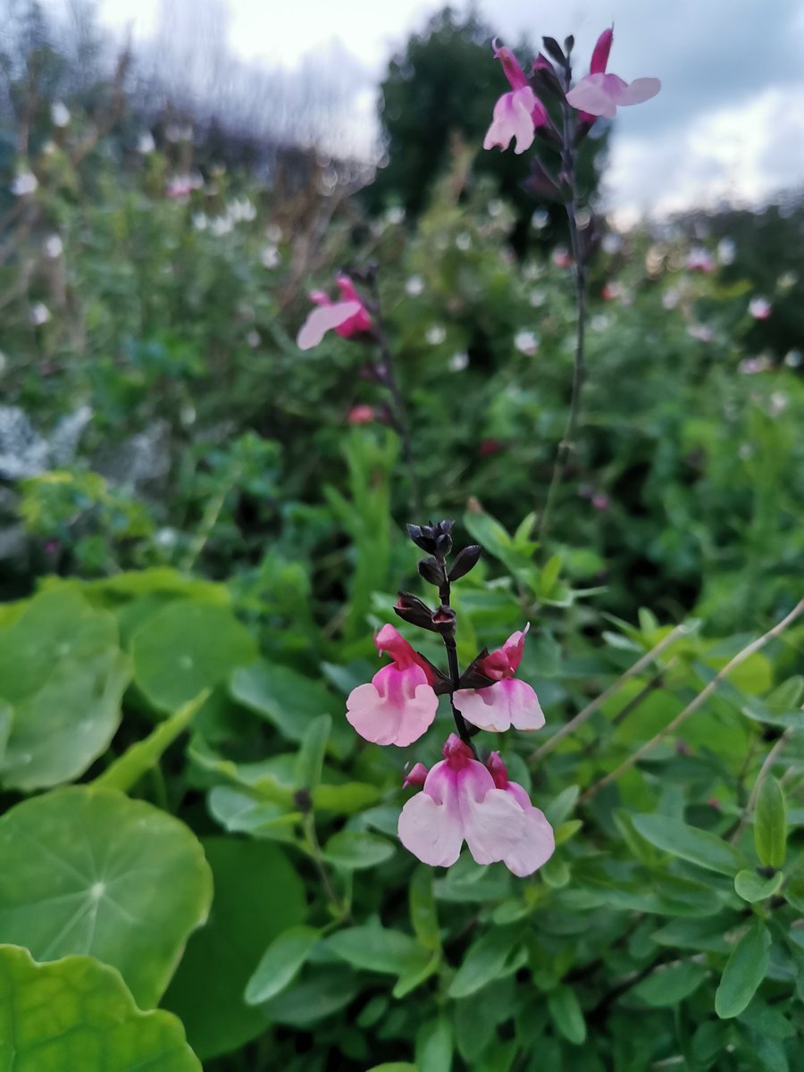 Mortegg's tweet photo. @NeilAlcock @WyevaleNurs And here is Cuello Pink in my garden, still flowering today! https://t.co/HVI2sXX3Kt