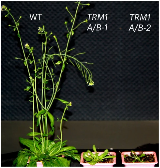 New Article: "A tRNA-modifying enzyme facilitates RNase P activity in Arabidopsis nuclei" rdcu.be/dqM56

tRNA-modifying enzymes TRM1A/TRM1B are essential for steady-state pool of tRNAs; they cooperate with RNase P in vivo for the early steps of tRNA biogenesis.
