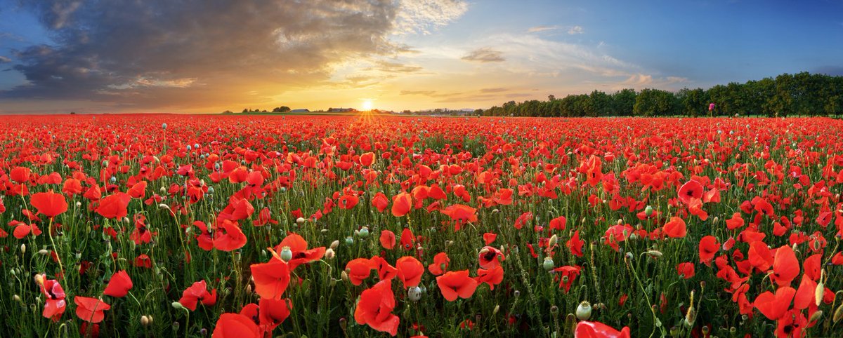 They shall grow not old, as we that are left grow old.
Age shall not weary them, nor the years condemn. 
At the going down of the sun and in the morning, we will remember them.

Honouring those who made the ultimate sacrifice.

#RemembranceDay #RemembranceDay2023 #LestWeForget