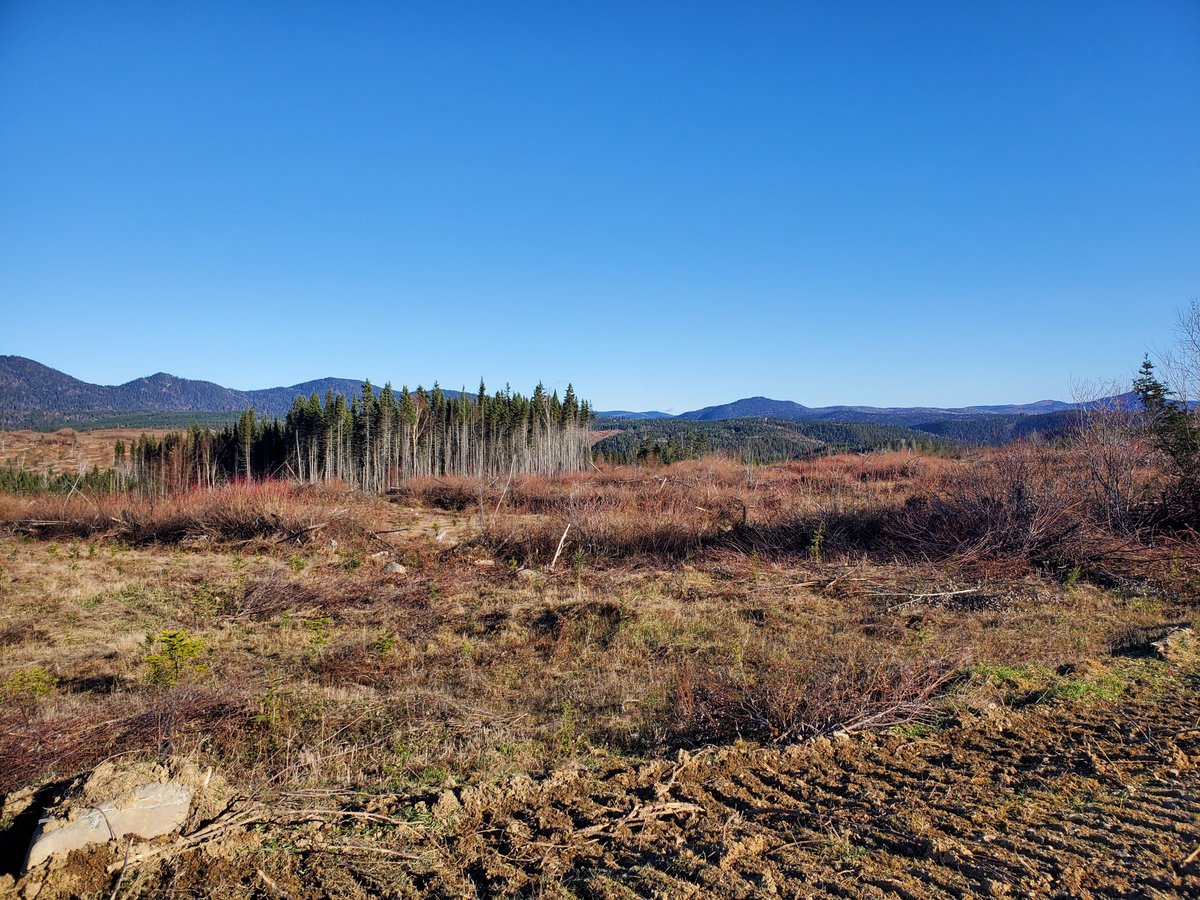 'Salvage logging', central Gaspesie, QC. Forests here were heavily impacted by a spruce budworm outbreak, and are being harvested earlier than a normal forestry rotation might specify. Forestry is agriculture. Think of this clearcut as analogous to a post-harvest cornfield...
