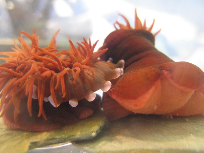 We're looking for a post-doc for a 3 year BBSRC funded project on learning in sea anemones - With myself @ali__wilson @SarahLane_Sci @DeepSeaEcol based @MBERC_PlymUni - Behaviour, genetics and AI so should be a fun project! Please apply 👇or share hrservices.plymouth.ac.uk/tlive_webrecru…