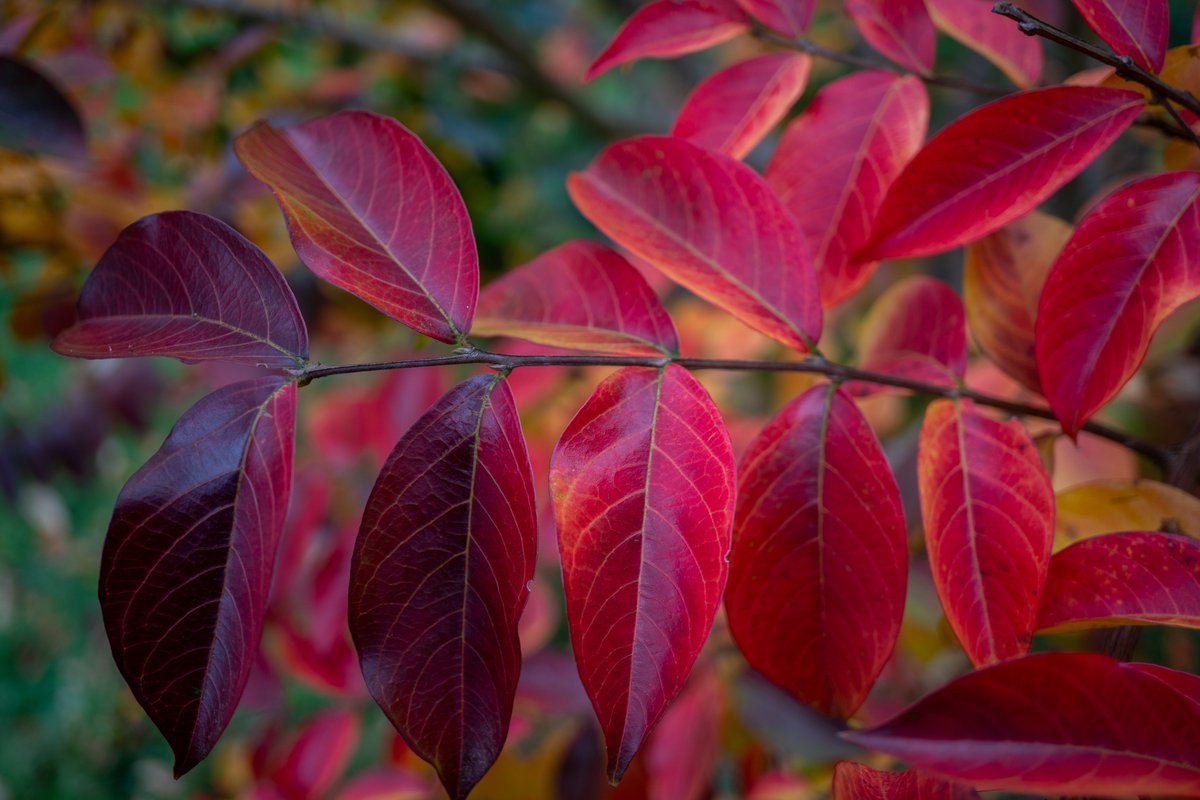 Crape Myrtle Bush, Fall Leaves for sale here linda-howes.pixels.com/featured/crape… #Crapemyrtlebush #fallcolor #fallfoliage #Autumn #Autumnleaves #leaves #homedecor #beauty #NaturePhotography #wallart #giftideas