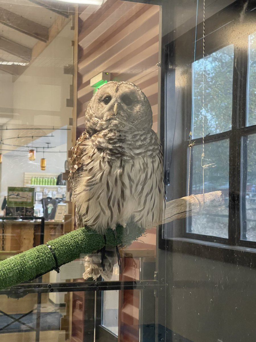 Kate Grunow (@k_grunow) on Twitter photo The bird nerd in me is loving this RITS meeting! Thanks for a fun day of learning <a href="/REMCAssociation/">REMC Association</a> and <a href="/BlandfordNC/">Blandford Nature Center</a>! The bird nerd in me is loving this RITS meeting! Thanks for a fun day of learning <a href="/REMCAssociation/">REMC Association</a> and <a href="/BlandfordNC/">Blandford Nature Center</a>!