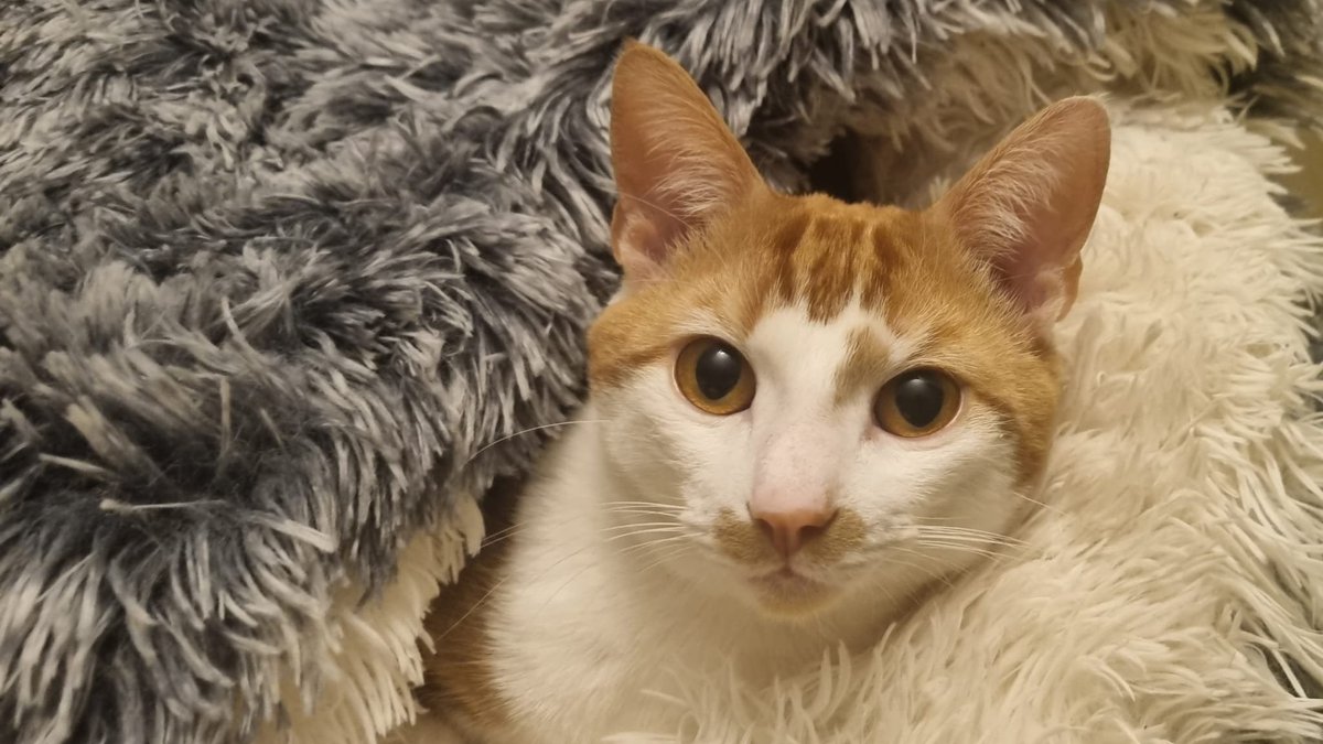 FFS_WhatNow's tweet image. A picture of your pet and who they were named after...