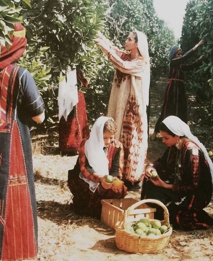An old photograph of Palestinian women in Ramallah harvesting in the 1960s