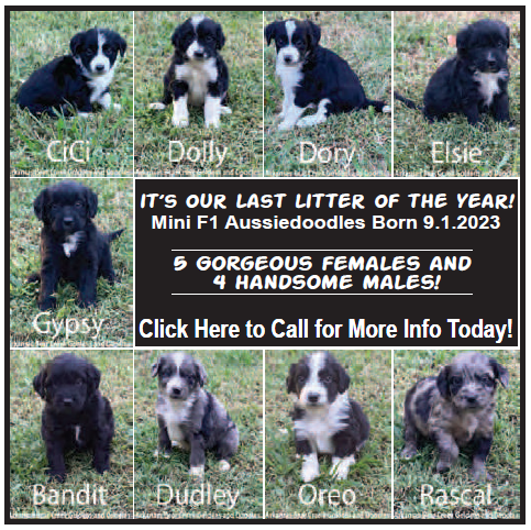 ColdNosesNews's tweet photo. ADORABLE Mini Aussiedoodle puppies!!

Email: ARBearCreekGoldensAndDoodles@gmail.com before they are all gone!

#MiniAussiedoodles 
#MiniAussiedoodlePuppies 
#Aussiedoodles https://t.co/kYXwgZRECu