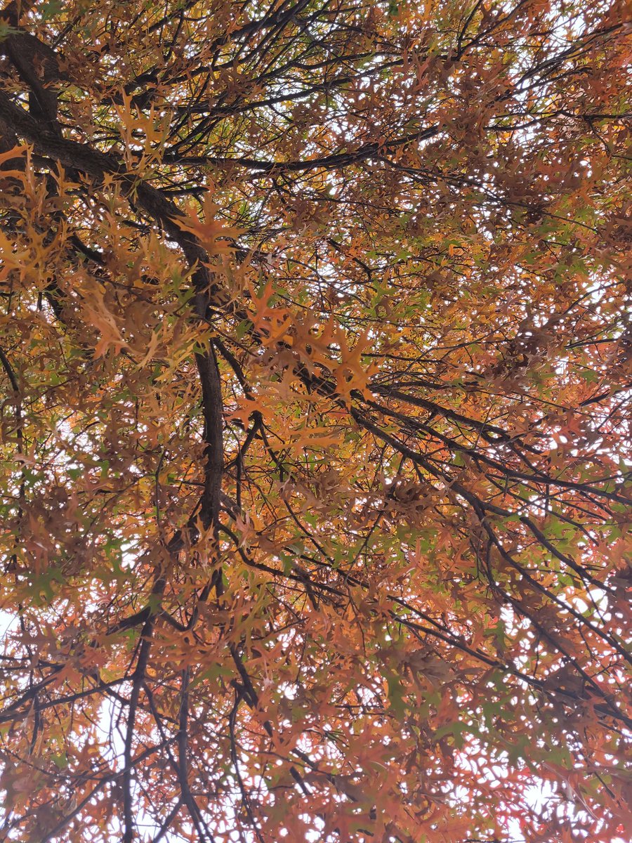DimilethGarden's tweet photo. Fall foliage is here!

IN 1 WEEK: #Dimileth Garden Gala: Fall Harvest happening Nov 17-19, 2023!🍁🌾
See carrd for more info/ao3 collection: https://t.co/UY4IxKwXxe
Flower/plant reference guide: 
https://t.co/D58JtkSa3i

#ディミレス #디미레스 #ディミレト #디미레트 #FE3H https://t.co/GT05syJUOJ