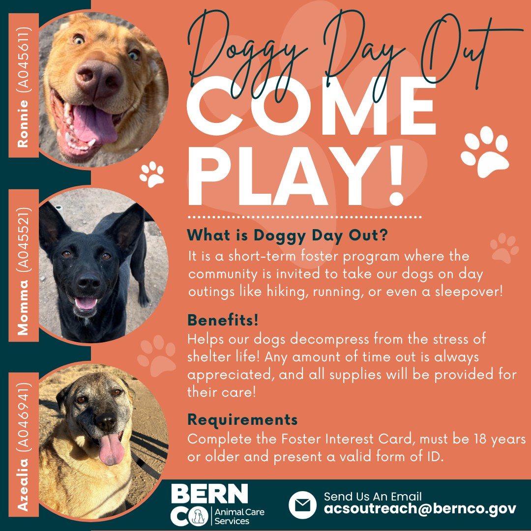 Celebrate #NationalHikeDay on Nov. 27 by taking part in our #DoggyDayOut 🐾 short-term foster program at the #BernCo Animal Care & Resource Center! 🍂 

Submit an interest card today >>> bernco.gov/animal-care-se… or email ACSOutreach@bernco.gov #FosterLove #MarkYourCalendars