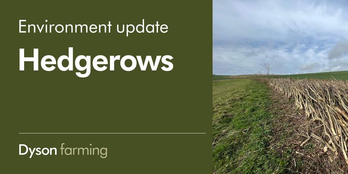 Dyson Farming tweet media