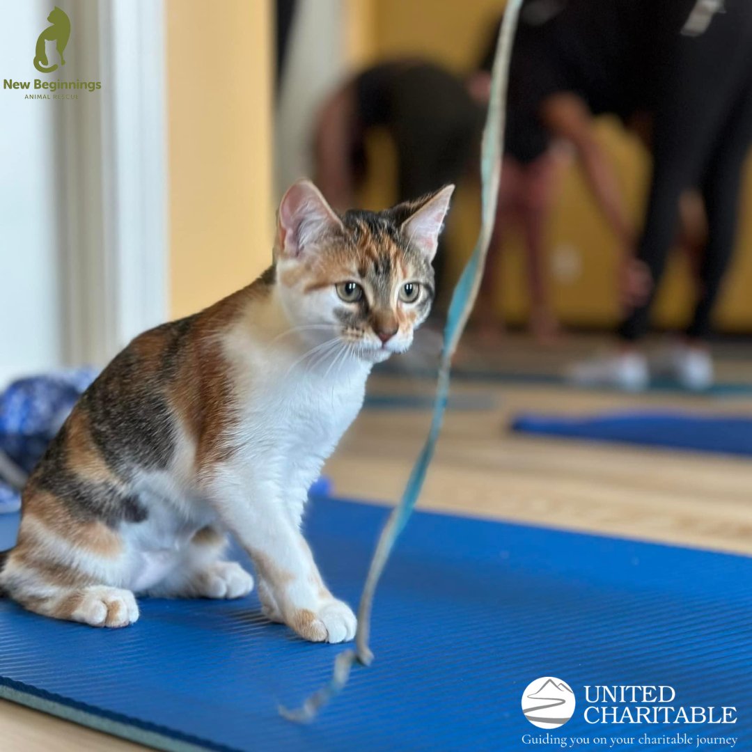 United Charitable tweet media