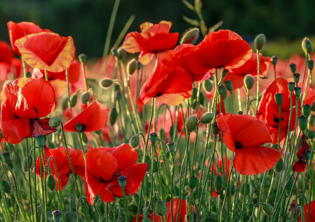 On #RemembranceDay2023 the Trust is encouraging colleagues, patients and visitors to observe the two-minutes silence and to take the time to reflect on the service and sacrifices the Armed Forces make on our behalf. #lestweforget2023 #WeWillRememberThem