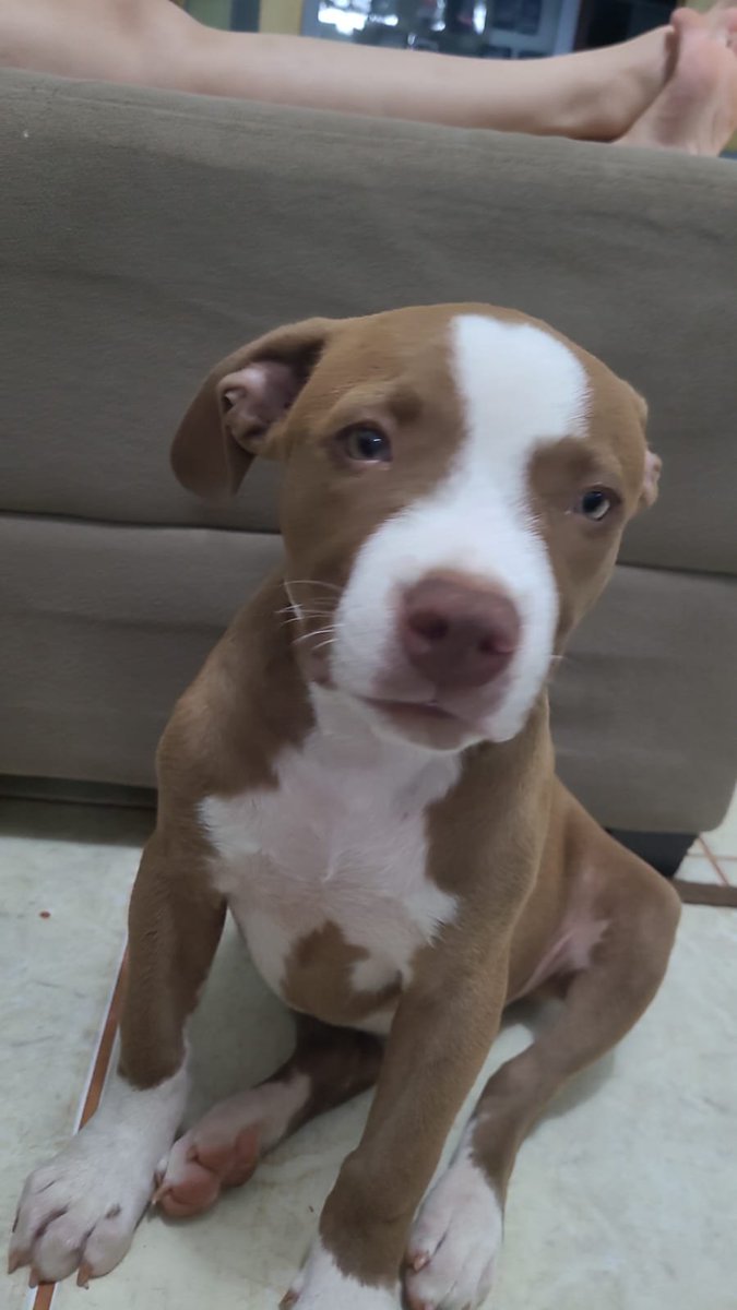 [ AJUDA ]

Contexto: Essa é minha doquinha, Ravena. Ela é um Pitbull (adotada), e está conosco há pouquinho mais de um mês... Sexta passada (03/11) eu e minha mãe fomos passear com ela e nossa outra doguinha+