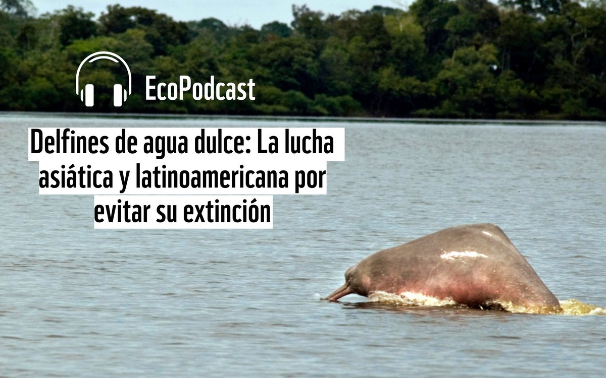 💧🐬 Tras décadas de una preocupante disminución  en poblaciones de delfines de río, 11 países firmaron un acuerdo para salvar de la extinción a las seis especies supervivientes.

En el #EcoPodcast de <a href="/rcnradio/">RCN Radio</a> hablamos de este evento histórico 🎧➡️
open.spotify.com/episode/0JXV1d…