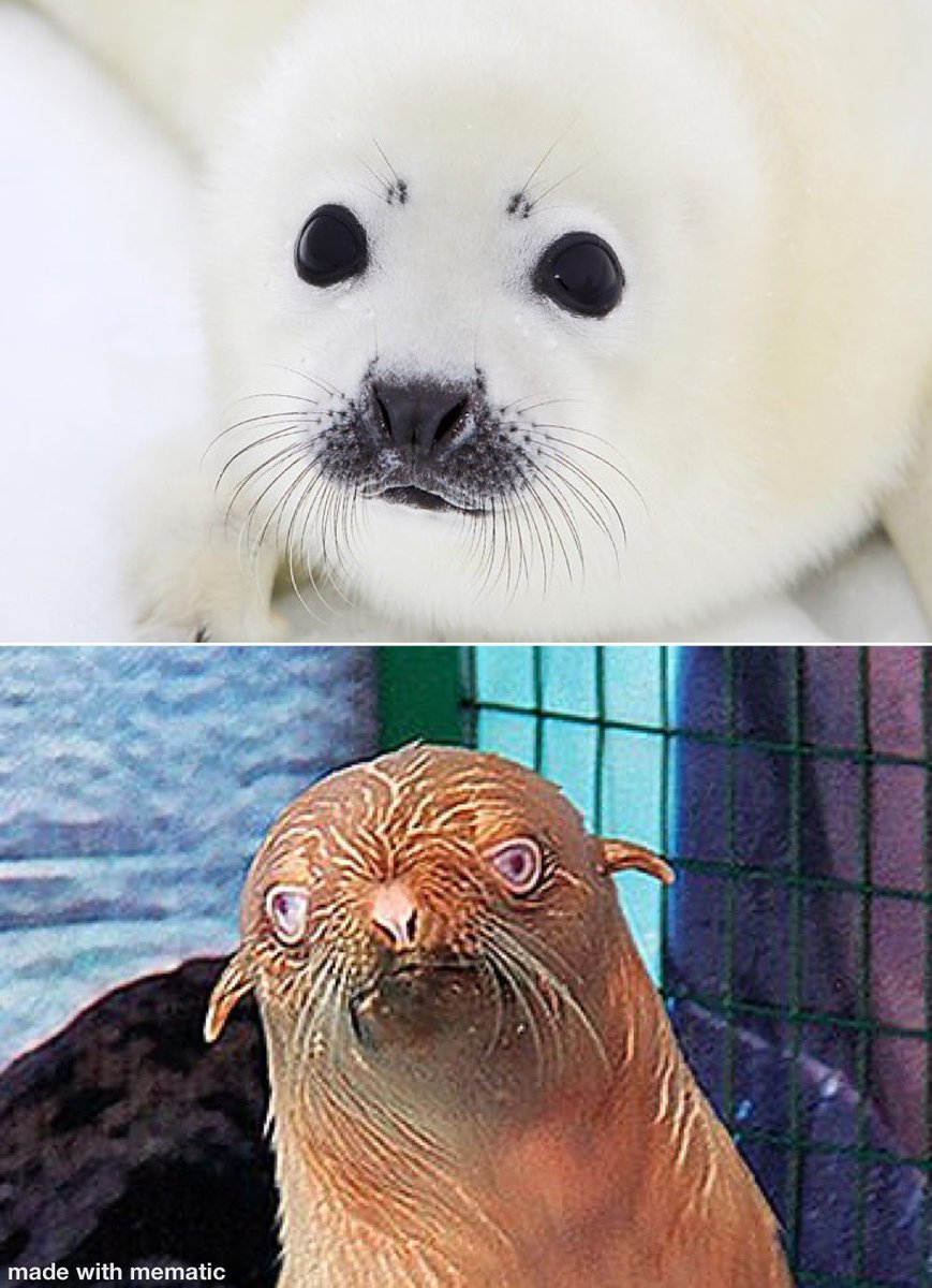 Sappy Seals at .55

Sappy Seals at .44