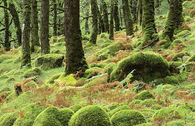 ASRainforest's tweet photo. 4/10 The green pillows of moss at #Ariundle have to be seen to be believed! This ancient oakwood near #Strontian is a #NationalNatureReserve.
👣 Follow the #AriundleTrail, a 4.5km walk taking 1.5hrs 👣
> https://t.co/k6TzgZBVdo
@nature_scot https://t.co/Szw8Bmtwhu