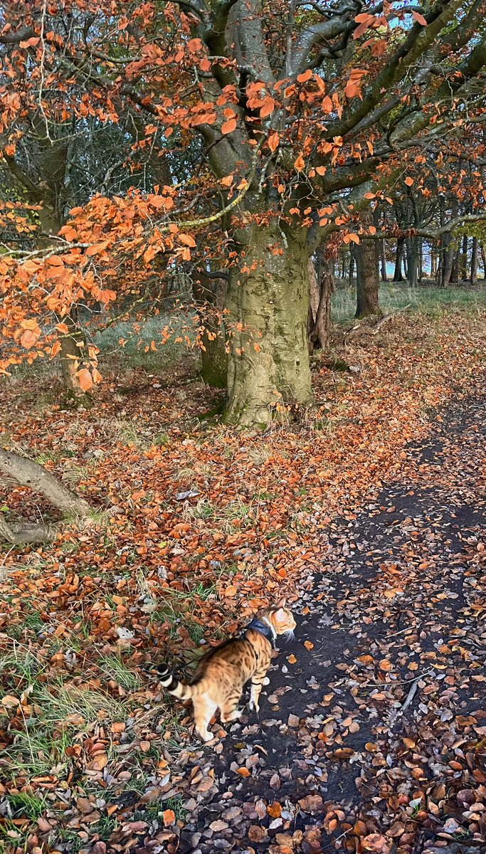 Lornaconnelly2's tweet photo. Just wrapped up a busy week with some #SelfCareMagic! 🌲 A walk in the forest with my cat and girls! Nature's therapy is real! Stress levels = ⬇️. Here's to a rejuvenating weekend! @angelasherida15 @lisaf833 https://t.co/IGhPPa6h3Q