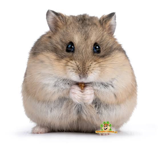 This hamster is listed as of Least Concern by the International Union for Conservation of Nature (IUCN). It is native to China, Kazakhstan, Mongolia and Russian Federation