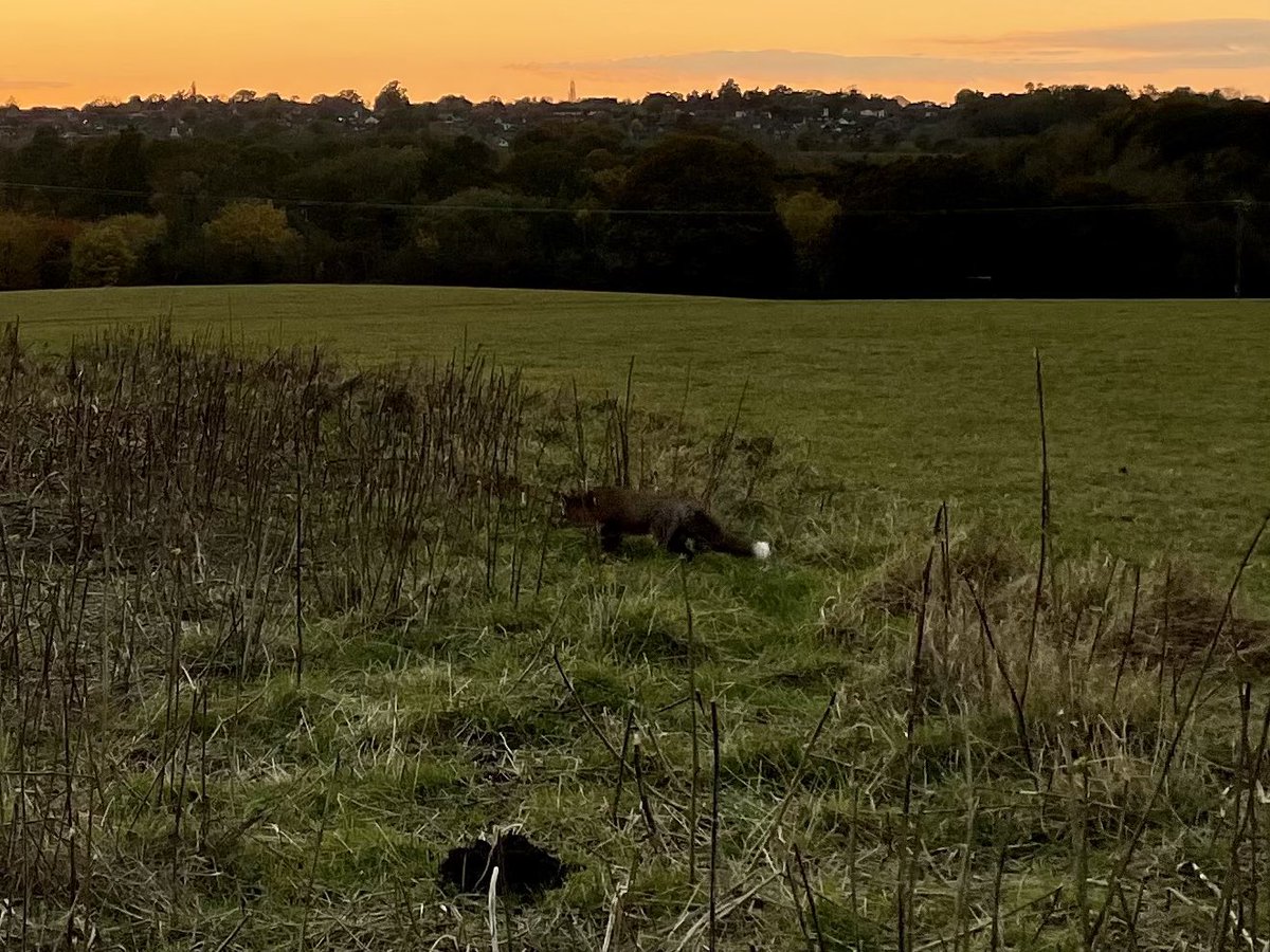 Watched the sun go down on my evening walk with Rosie and then spotted a fox in the field. Lovely white tip to its brush #365DaysWild 🦊🐕‍🦺🧡