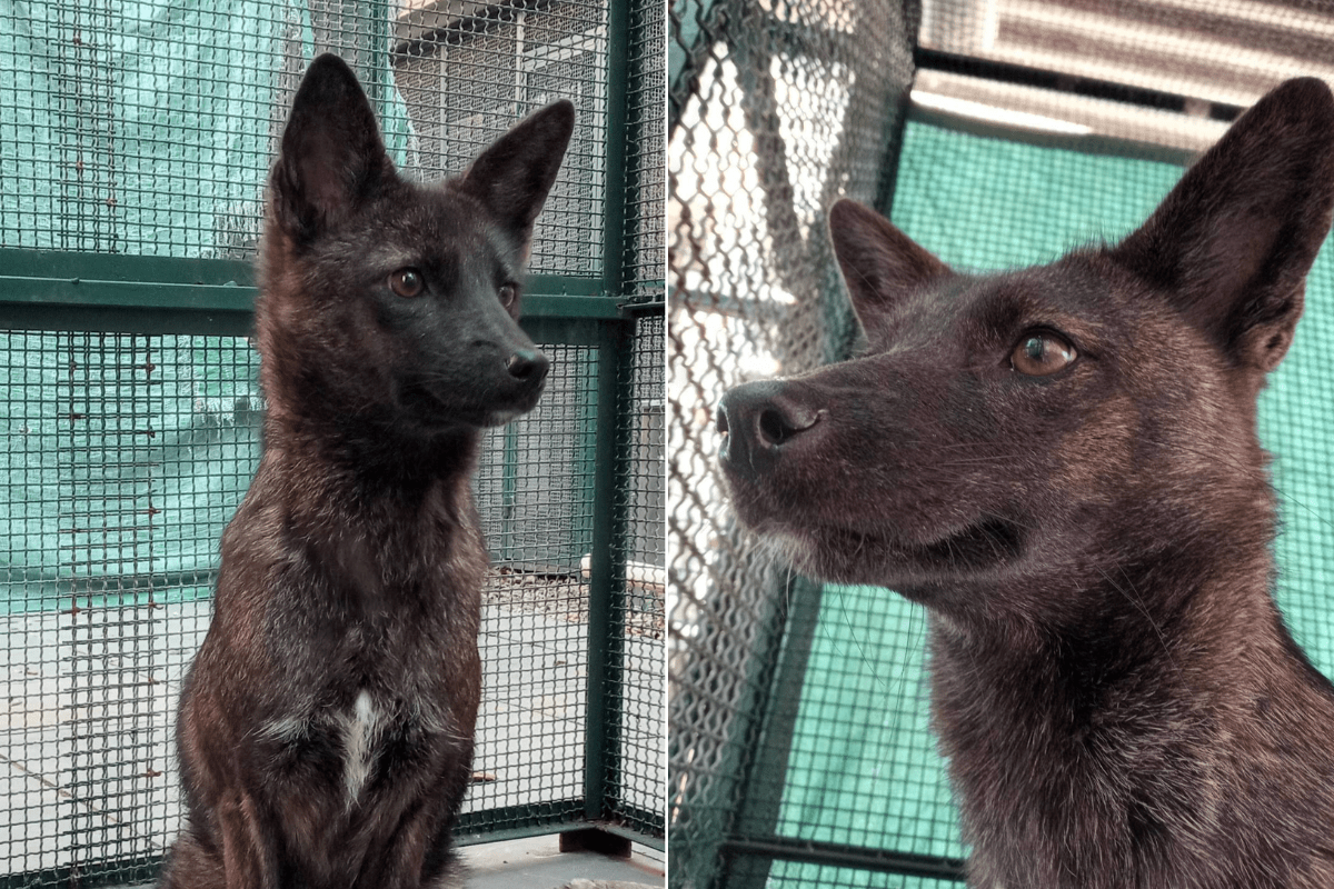 The Adorable Dog-Fox Hybrid That Captured Our Hearts dlvr.it/SygH3Z