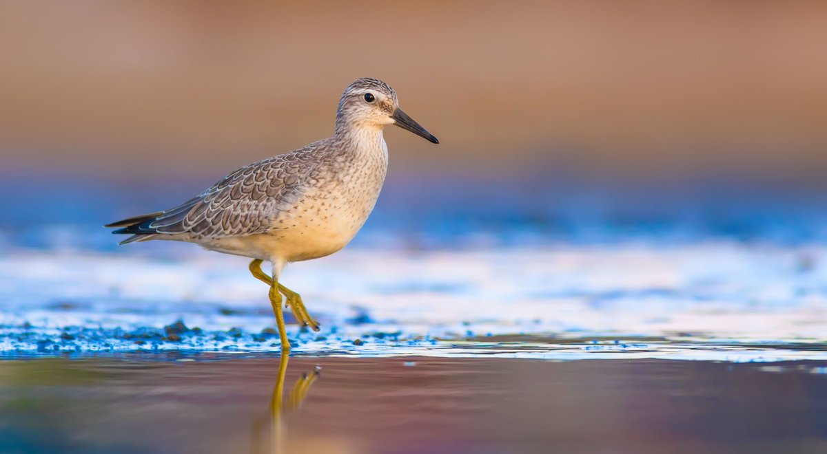 NEW PAPER in #ornithology discussing the effects of cockle-dredging on #shorebirds in the #Waddensea: buff.ly/466qKUD