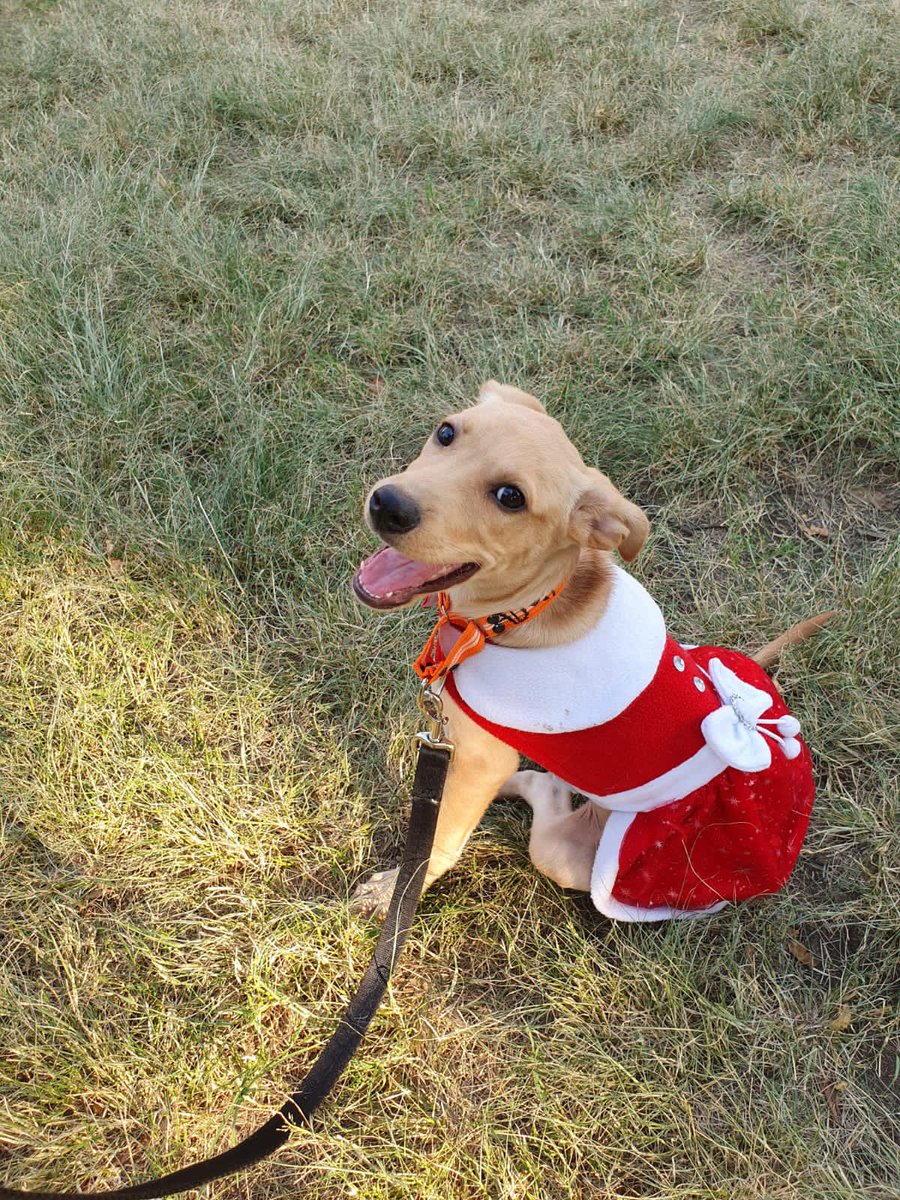 diana_dfc's tweet photo. Arenita sigue en adopción responsable, desea pasar esta navidad con una familia que la ame mucho,hembra aprox 6 meses talla mediana, mix de labrador, alguien que quiera darle una oportunidad? Rt pls @MascotasSismo @perrososmx @mayumiguillen @EsEstra @margara_cruz @firulaisasalvo https://t.co/F8rr74PuxT