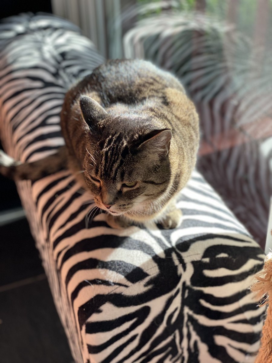 #FridayFavoriteThings 
— With the holidays coming we decided to share what gives us joy on Fridays. Please share your #FavoriteThings too!

We adore our Zebra print bench!

🦓❤️— Hazel and Remy
Zebra Bench: amzn.to/3FMP4Aj

#givesusjoy #holidaypresentideas #fridaymorning