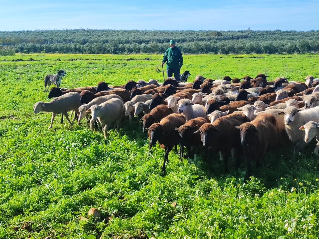 Mientras nosotros cosechamos ellas pastan. 
No paramos🐑🐑🐑