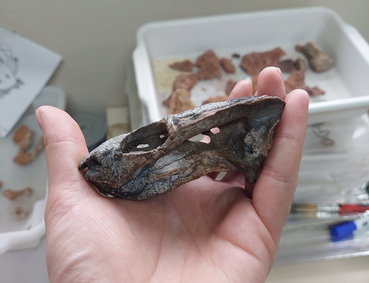 #fossilfriday
UNIPAMPA 317, the holotype of Rastodon procurvidens, a Guadalupian emydopoid dicynodont recovered from an outcrop of the Rio do Rasto Formation in São Gabriel, Rio Grande do Sul, Brazil. Skull length: 8.6 cm; estimated body mass: around 2 Kg.