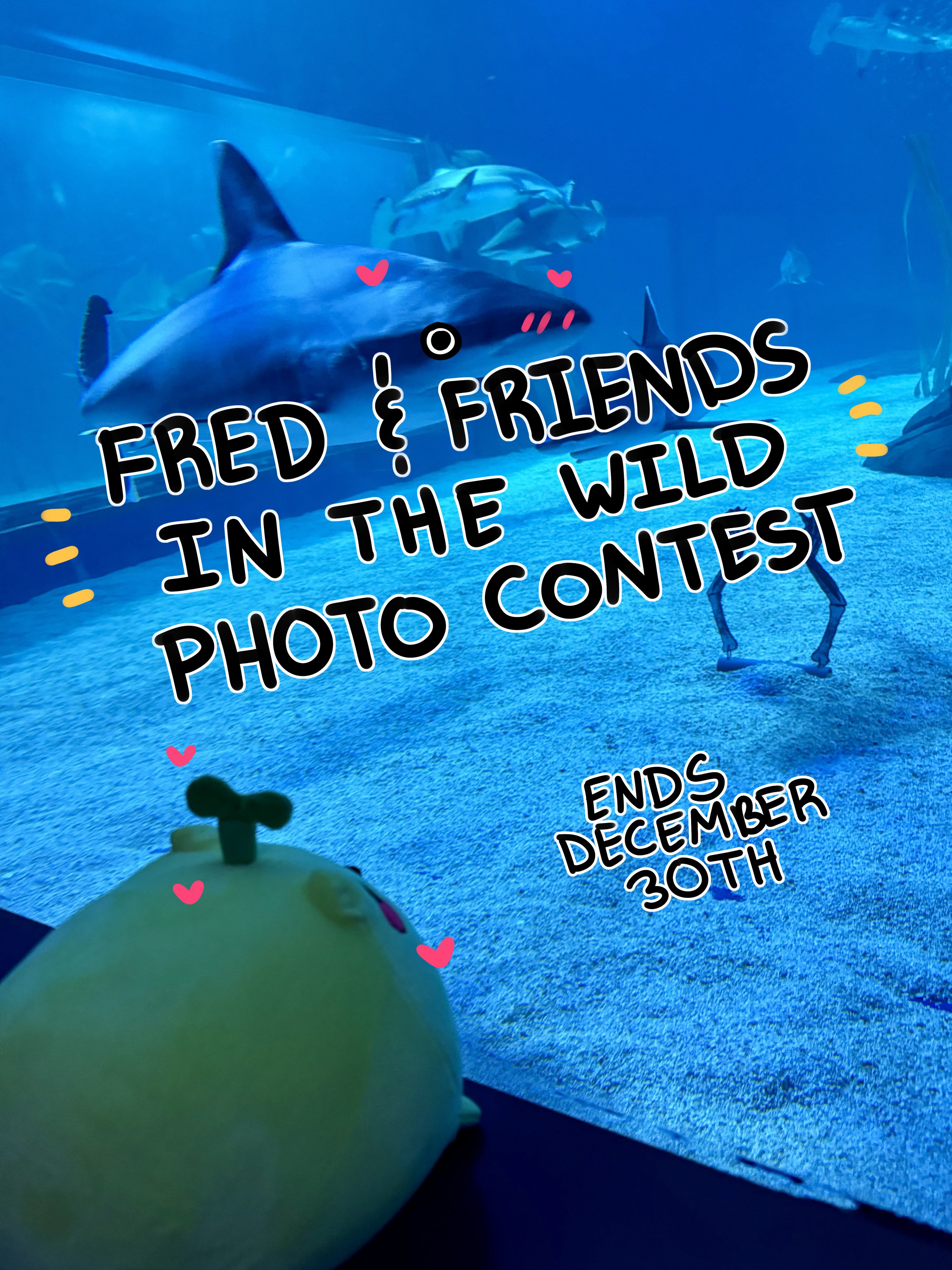 PondHQ 🪷 on X: 🌱 FRED AND FRIENDS IN THE WILD: PHOTO CONTEST  ANNOUNCEMENT 🌱 Fred and friends in the wild!! How to play: Follow me on  all socials (Insta and X)