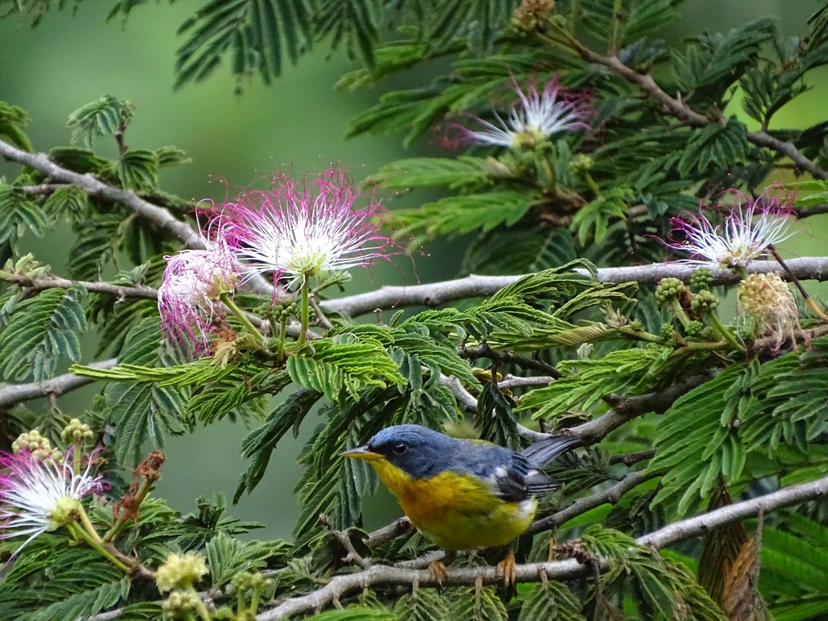 sinderrumbe's tweet photo. "Carbonero", Calliandra pittieri, Sembrando nativos, atrayendo aves. https://t.co/h7HKUguzhX