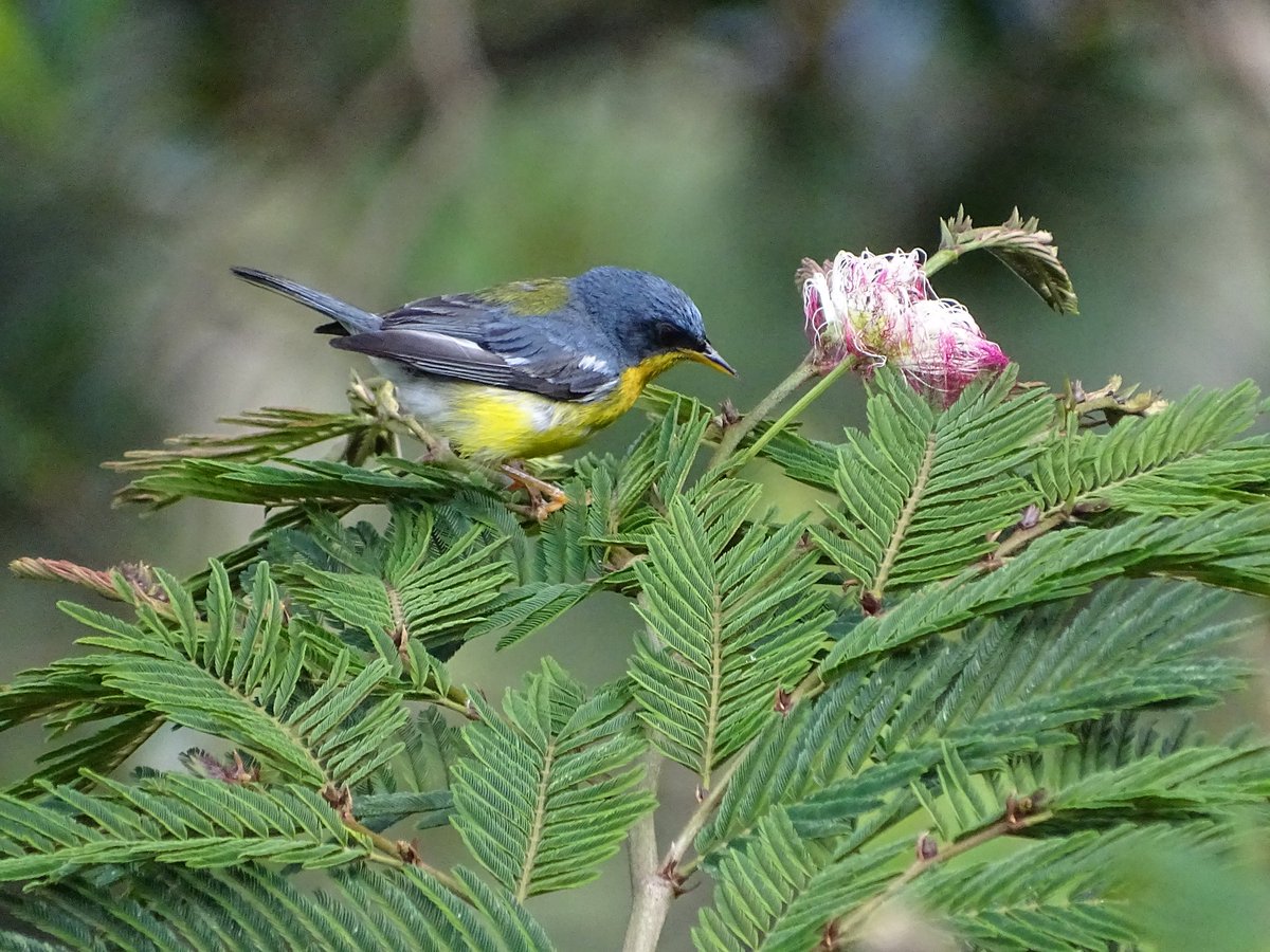 sinderrumbe's tweet photo. "Carbonero", Calliandra pittieri, Sembrando nativos, atrayendo aves. https://t.co/h7HKUguzhX