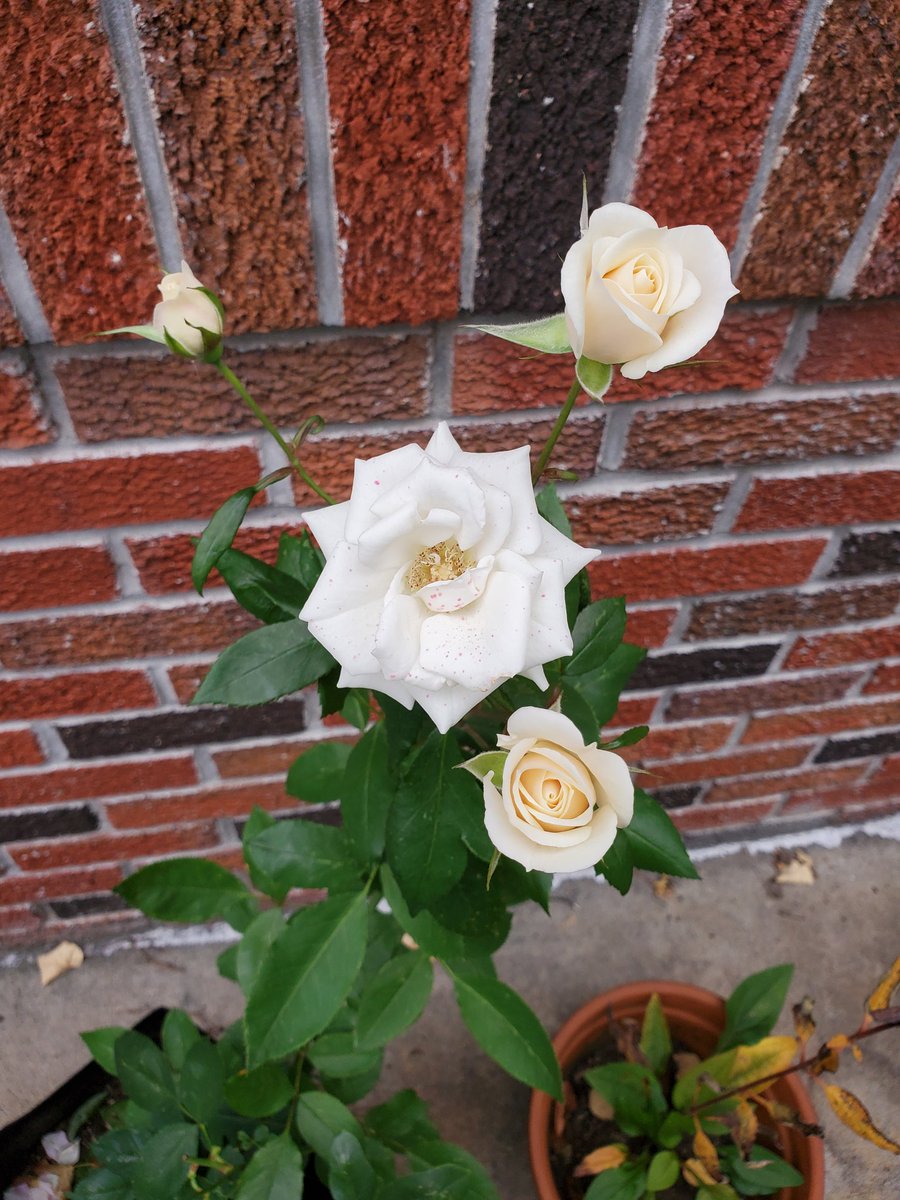 Proud of my cream colored roses. Still blooming even in this cold weather. Grew this plant from flower bouquet I received. I hope it survives the winter.