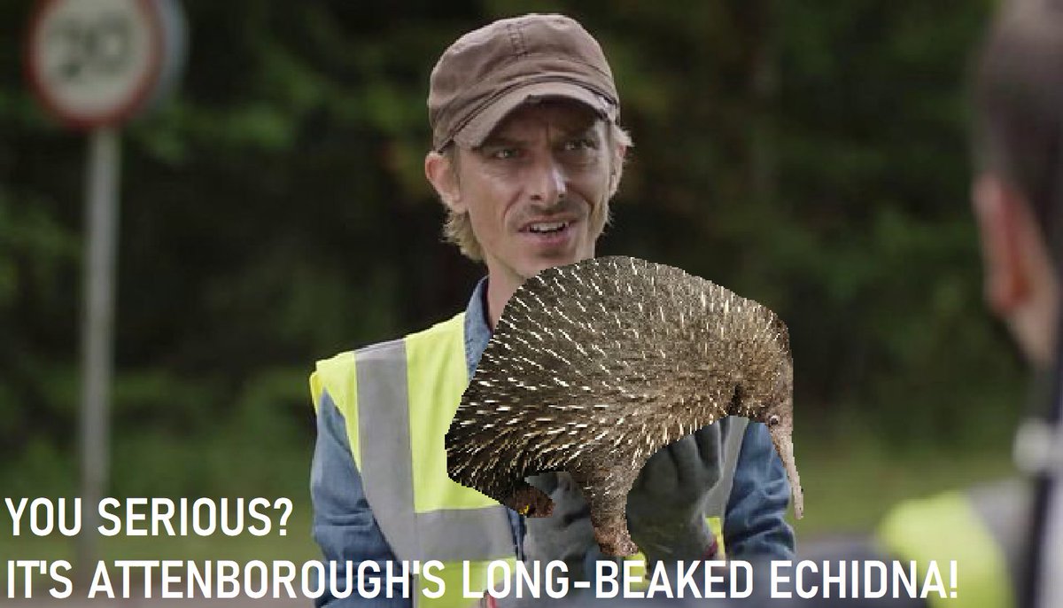 Ecoentogeek's tweet photo. I'll be happy if a handful of people get this...with apologies to the @OxfordBiology research team and @JackDAshby https://t.co/tAfIh4ENsv