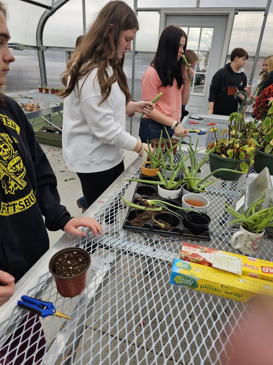 The propagation continues today with Aloe plants in the new greenhouse in our Horticulture class!  The students LOVE IT!!! Day 2