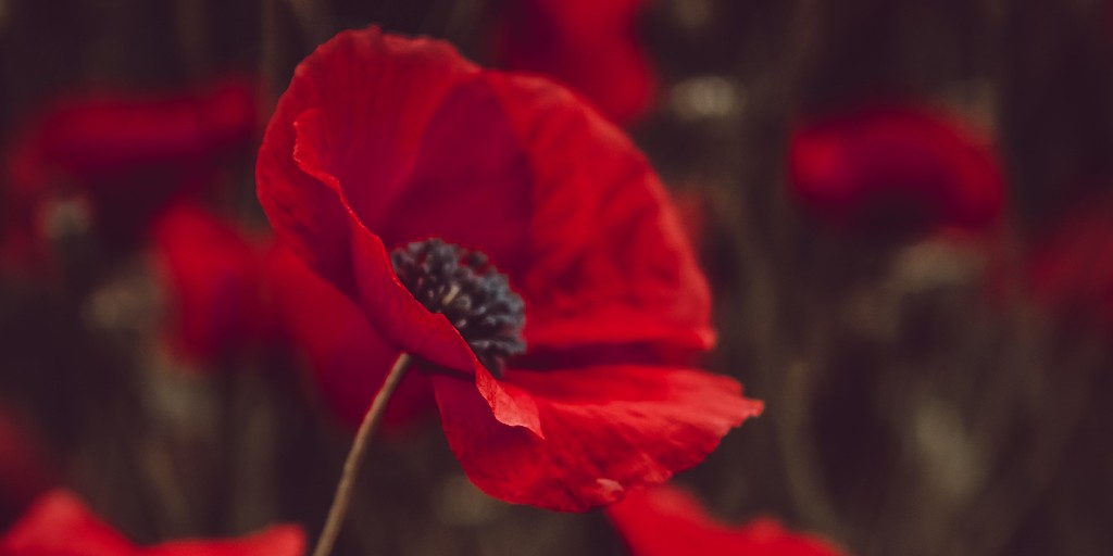 Methanex's tweet photo. As we prepare to observe Remembrance Day, we honour and remember all those who have served their country past and present. #LestWeForget https://t.co/AjmwMF8zmT