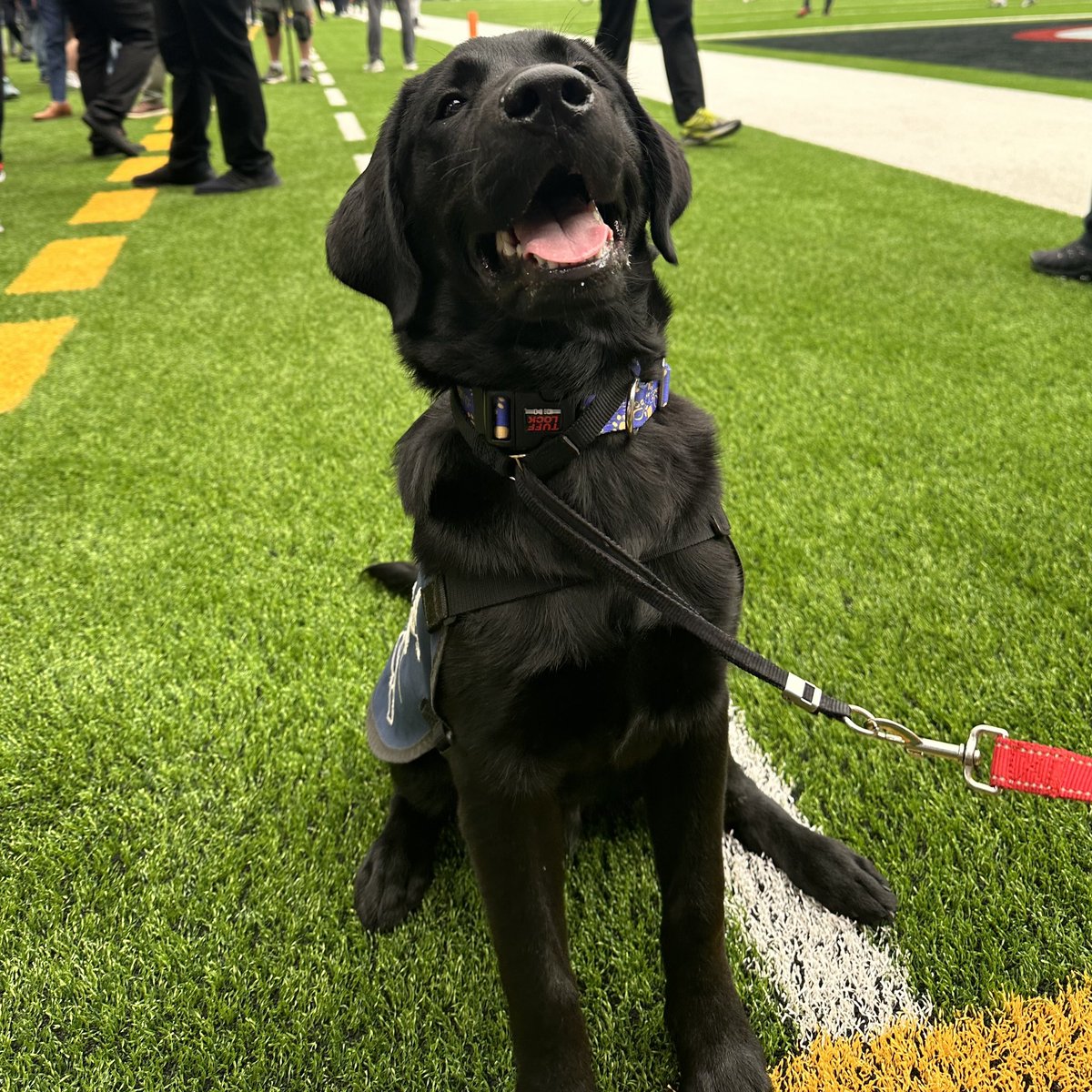 Blitz the Texans Pup tweet media